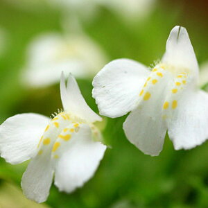 TMSPEVoiTMSP 9cm|bg ԃTMSP  c c A  _ EOhJo[ 1{iȃZbg̔܂j