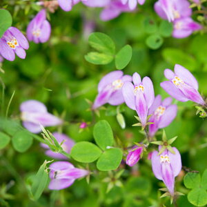 TMSPEsN 9cm|bg sNTMSP sN c c A  _ EOhJo[ 1{iȃZbg̔܂j