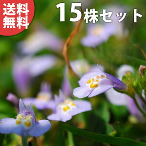 y15|bgZbgz TMSPETLTMSP 9cm|bg  TMSP c c A  _ EOhJo[