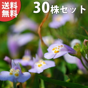 y30|bgZbgz TMSPETLTMSP 9cm|bg  TMSP c c A  _ EOhJo[