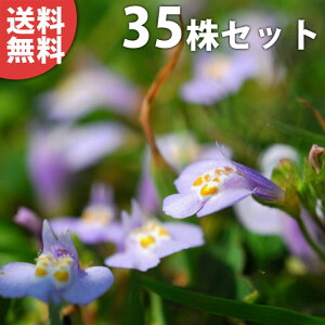 y35|bgZbgz TMSPETLTMSP 9cm|bg  TMSP c c A  _ EOhJo[