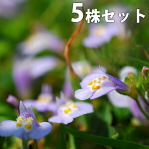 y5|bgZbgz TMSPETLTMSP 9cm|bg  TMSP c c A  _ EOhJo[