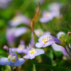 TMSPETLTMSP 9cm|bg  TMSP c c A  _ EOhJo[ 1{iȃZbg̔܂j