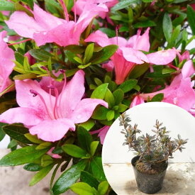 ■送料無料■【50本セット】 サツキツツジ 樹高0.2m前後 10.5cmポット さつき 五月 サツキ つつじ 苗木 苗 植木 庭木 生け垣 生垣 目隠し