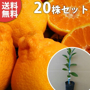 y20{Zbgz IWEsm΁i|bgj c f@c 1{ŎȂ ʂ ڂ c k 0.2mO 9cm|bg ʎc ʎ A 