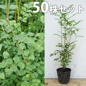 y50{Zbgz V}glR 0.3mO 10.5cm|bg  c c A  _ V{c[ Ύ