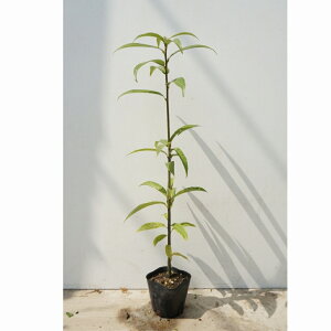 y20{Zbgz VJV 0.5mO 10.5cm|bg ~E 炩 |bg萶_p c c A  _ _ ډB