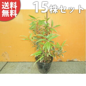 y15{Zbgz ZCECieERe[EzCgEH[^[ 0.25mO 15cm|bg c c A  _ EOhJo[