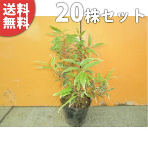 y20{Zbgz ZCECieERe[EzCgEH[^[ 0.25mO 15cm|bg c c A  _ EOhJo[