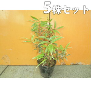 y5{Zbgz ZCECieERe[EzCgEH[^[ 0.25mO 15cm|bg c c A  _ EOhJo[