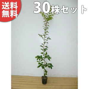 y30{Zbgz \S 0.5mO 10.5cm|bg 悲 Ύ c c A  _ V{c[ Ύ