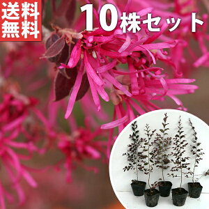 トキワマンサク 花の人気商品 通販 価格比較 価格 Com