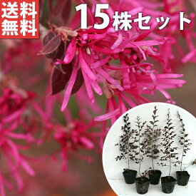 楽天市場 庭木 目隠し 2mの通販