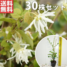 楽天市場 トキワマンサク青葉白花の通販