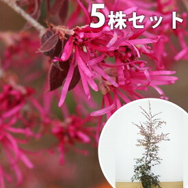 楽天市場 トキワマンサク 花の通販