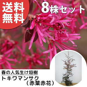 トキワマンサクの通販 価格比較 価格 Com