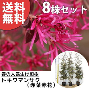 マンサク 花の人気商品 通販 価格比較 価格 Com