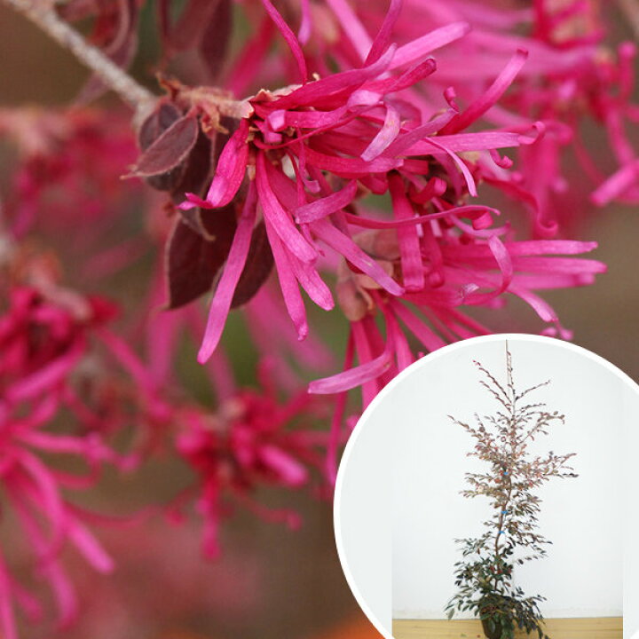 楽天市場 送料無料 トキワマンサク 赤葉赤花 樹高1 2m前後 18cmポット 常盤満作 ときわまんさく 生垣用 苗木 植木 苗 庭木 生け垣 花を楽しむ木 春に花を咲かせる植木特集 目隠し 生垣 お得なセット販売もございます 季の香 きのか