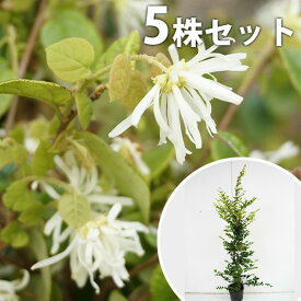 楽天市場 トキワマンサク 白花 生垣の通販