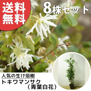 y8{Zbgz gL}TNitԁj 1.2mO 18cm|bg Ֆ Ƃ܂񂳂 _p c c A  _ Ԃyޖ tɉԂ炩AؓW _ 