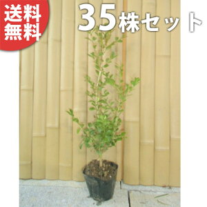 y35{Zbgz {bNXEbh 0.3mO 15cm|bg DǕi c c _ A  _ ډB