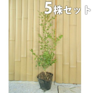 y5{Zbgz {bNXEbh 0.3mO 15cm|bg DǕi c c _ A  _ ډB