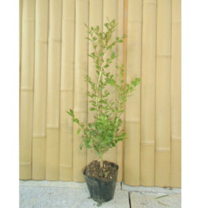 {bNXEbh 0.3mO 15cm|bg DǕi c c _ A  _ ډB 1{iȃZbg̔܂j
