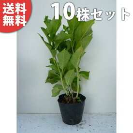 楽天市場 あじさい 苗の通販