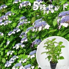 楽天市場 あじさい 苗の通販 楽天市場 あじさい 苗の通販