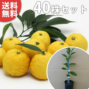 柚子 苗の人気商品 通販 価格比較 価格 Com