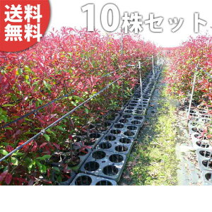 レッドロビン 盆栽 植木の人気商品 通販 価格比較 価格 Com レッドロビン 盆栽 植木の人気商品 通販 価格比較 価格 Com