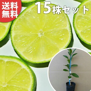 y15{Zbgz Ci|bgj c f@c 1{ŎȂ C̖ ڂ c k 0.2mO 9cm|bg ʎc ʎ A 