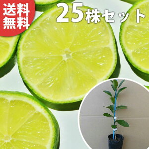 ■送料無料■【25本セット】 ライム(ポット) 苗木 素掘り苗 1本で実がなる ライムの木 接ぎ木 苗 柑橘 樹高0.2m前後 9cmポット 果樹苗 果樹 植木 木