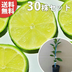 ■送料無料■【30本セット】 ライム(ポット) 苗木 素掘り苗 1本で実がなる ライムの木 接ぎ木 苗 柑橘 樹高0.2m前後 9cmポット 果樹苗 果樹 植木 木