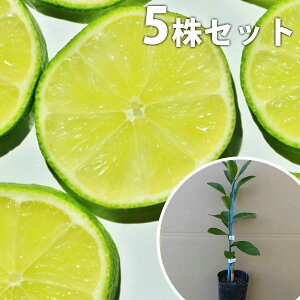 y5{Zbgz Ci|bgj c f@c 1{ŎȂ C̖ ڂ c k 0.2mO 9cm|bg ʎc ʎ A 