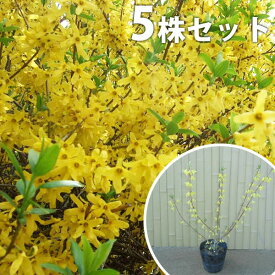 楽天市場 木 レンギョウの通販
