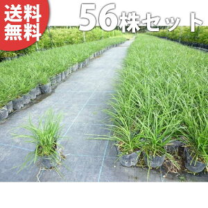 苗 リュウノヒゲ 植木 盆栽の人気商品 通販 価格比較 価格 Com