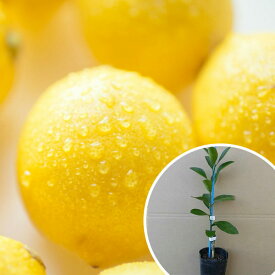 レモン・リスボンレモン（ポット） 苗木 ポット苗 1本で実がなる レモンの木 接ぎ木 苗 柑橘 樹高0.2m前後 9cmポット 果樹苗 果樹 植木 木 （お得なセット販売もございます）