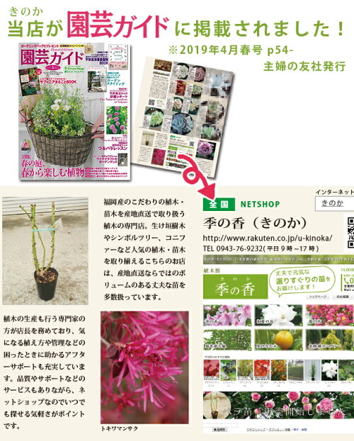 楽天市場 送料無料 タマリュウ 40ポットx3ケース 1ポット 7 5cmポット たまりゅう 玉竜 タマリュウ リュウノヒゲ 苗木 植木 苗 庭木 生け垣 下草 グランドカバー お得なセット販売もございます 季の香 きのか