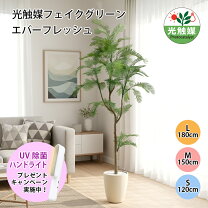 楽天市場】光触媒 観葉植物 エバーフレッシュの通販