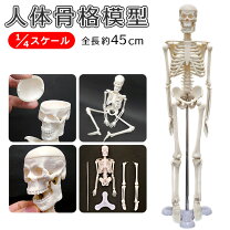 楽天市場】骨格模型 背骨の通販
