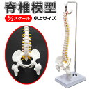 人体模型 脊椎骨盤模型 骨脊椎 せきつい 股関節あり 45cm 1/2サイズ 可動式 動く 台座付き 脊柱 脊髄 背骨 腰椎 骨盤 …