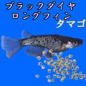 楽天市場 Ckd 熱帯魚 アクアリウム ペット ペットグッズ の通販