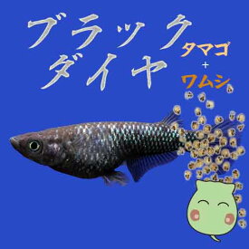 ブラックダイヤ タマゴ30個＋ワムシセット 中里氏 血統 めだか 目高 タマゴ たまご 卵 繁殖 水草 産卵 飼育 メダカ 生体 種類 ラメ 綺麗 オロチラメ ラメ 黒 クロ くろ 漆黒 真っ黒 まっくろ 淡水魚 観賞魚 飼う ペット