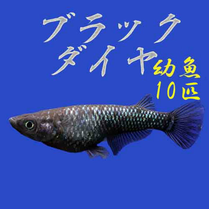 楽天市場 プレミアムメダカ ブラックダイヤ 幼魚 10匹 セット 稚魚 中里氏 血統 めだか 目高 メダカ 生体 種類 繁殖 育成 水草 産卵 飼育 成長 ラメ 綺麗 種親 新種 オロチラメ 黒 クロ くろ 漆黒 真っ黒 まっくろ 淡水魚 観賞魚
