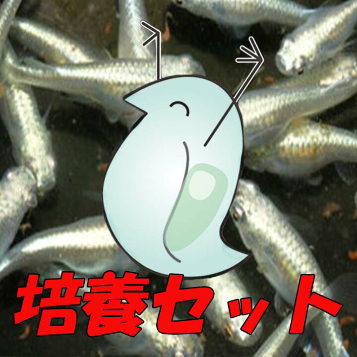 楽天市場 ミジンコ培養セット 6g 個体前後 生クロレラみじんこ タマミジンコ ケンミジンコ 生体 えさ エサ 餌 活餌 生餌 生きエサ 熱帯魚 めだか メダカ 目高 生 餌 土 田んぼ 淡水魚 クロレラ 培養 繁殖 育成 育てる 理科 実験 科学 小学校 色揚げ プランクトン