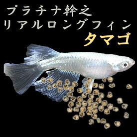 楽天市場 Mr 観賞魚 熱帯魚 アクアリウム ペット ペットグッズの通販