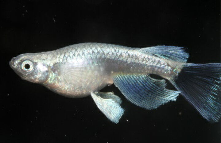 楽天市場 プレミアムメダカ プラチナダイヤリアルロングフィン幼魚５匹 稚魚 めだか 血統 目高 みゆきめだか みゆきメダカ ミユキメダカ 幹之メダカ Medaka 幹 之 変わり 高級 繁殖 産卵 飼育 綺麗 新種 みゆき フィン 淡水魚 観賞魚 飼う ペットの メダカ 販売 種類