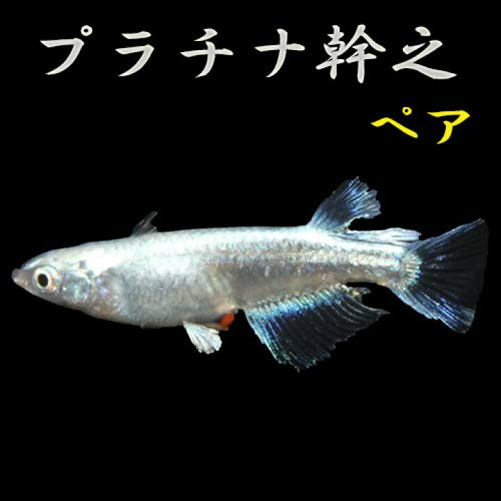 楽天市場 プレミアムメダカ プラチナ幹之 ペア メダカ 生体 めだか 血統 目高 みゆきめだか みゆきメダカ ミユキメダカ 幹之メダカ Medaka 幹 之 変わり 高級 繁殖 産卵 飼育 種類 綺麗 新種 みゆき フィン 飼う ペットのメダカ 販売 淡水魚 観賞魚 U Rak Shop