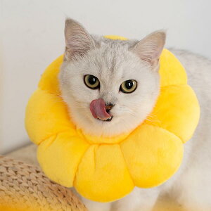 GUxXJ[ L  \tg p㕞 Jt pJ[ ybgp\tgGUxXJ[   ȒP _炩f p̏ی  PK aC r L  \tg 